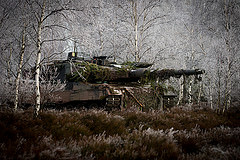 обои Leoprad 2 в лесу