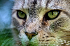 обои морда кота