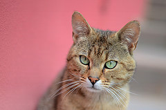 обои котик