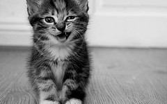 обои котенок подмигивает