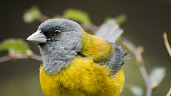 обои phrygilus gayi
