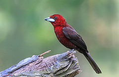 обои Silver-beaked tanager