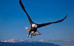 обои Bald Eagle