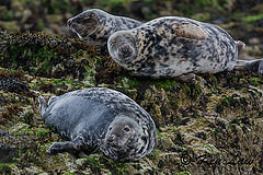 обои морские котики