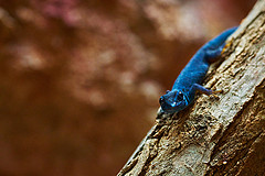 обои Lygodactylus williamsi