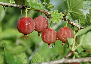 крыжовник