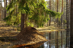 обои ель, лес, муравейник