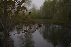 обои дождь, сырость, пруд