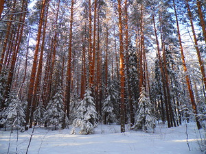 Сосны, лес, зима