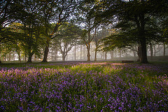 обои утро, лес, цветы