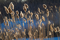 Winter Reeds