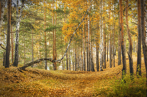 Лес, сосны, березы