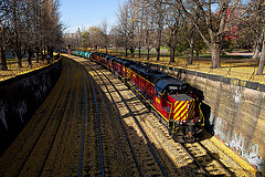 обои Gingko Trees at West Park
