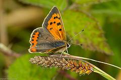 обои Lycaena phlaeas