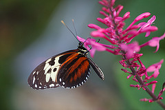 обои Hecale Butterfly