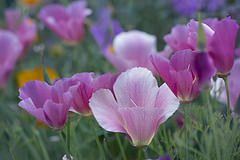 обои Pink Poppy