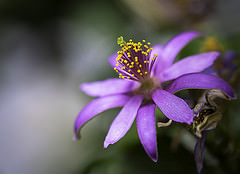 обои Grewia occidentalis