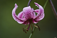 обои Lilium Pirenaicum