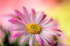 обои Angelic Giant Pink